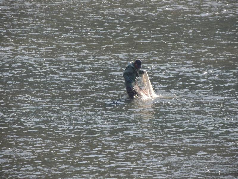 　信濃川分水放水路の鮭漁_f0290971_185955.jpg