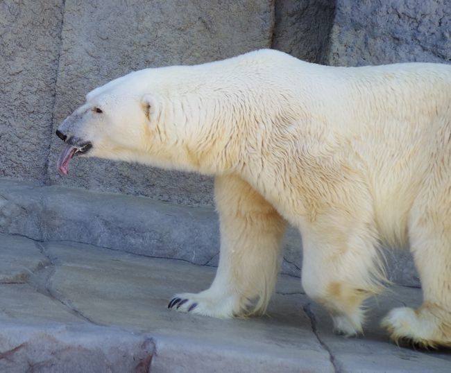 8月28日と9月3日の円山動物園_b0014576_22155820.jpg