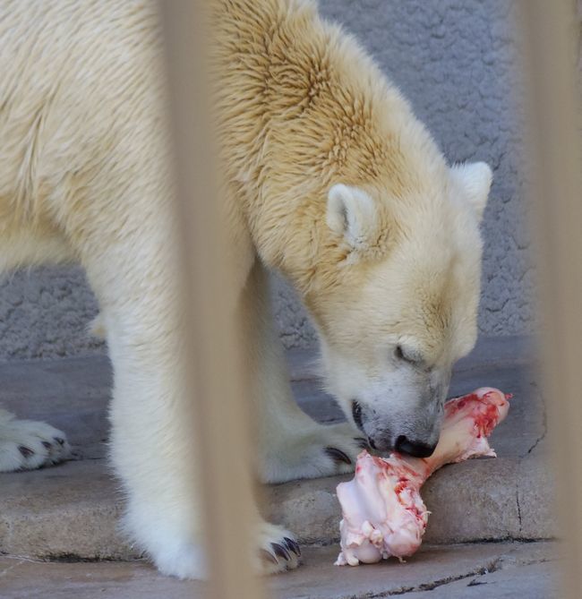 8月28日と9月3日の円山動物園_b0014576_22164558.jpg