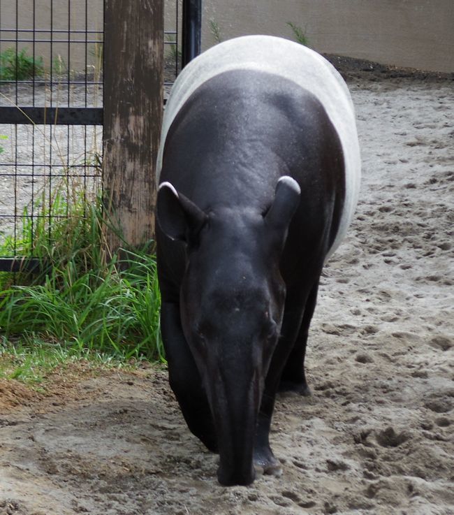 8月28日と9月3日の円山動物園_b0014576_22170905.jpg