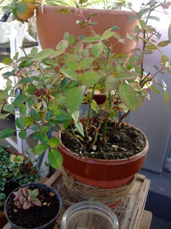 e0361278_14080006.jpg