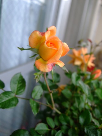 e0361278_14132107.jpg