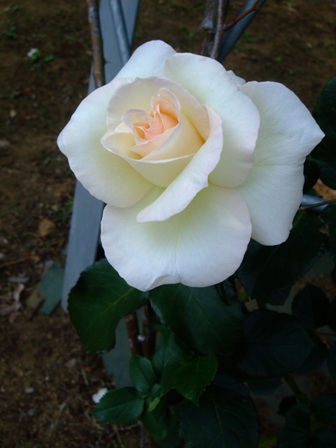 e0361278_14132871.jpg