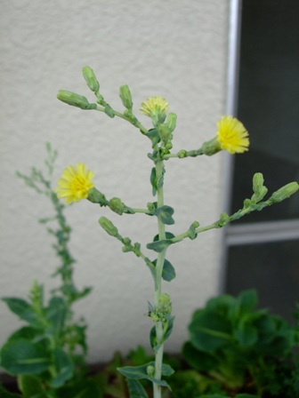 e0361278_14140443.jpg