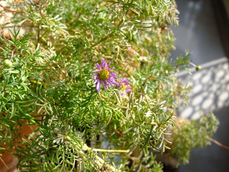 e0361278_14533165.jpg
