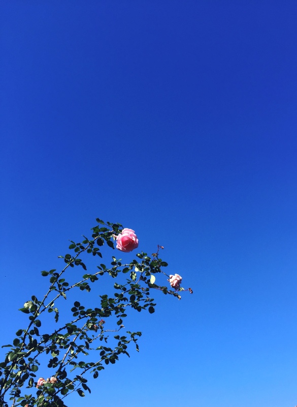e0361278_16192859.jpg