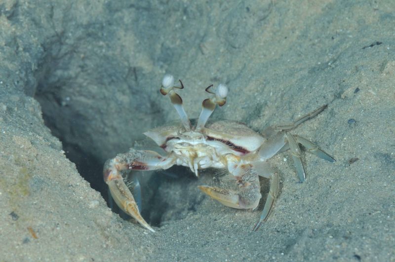 コウガイメナガガザミ 沖縄 ダイビング 水中写真 フォトギャラリー コウガイメナガガザミ 沖縄 ダイビング 水中写真 フォトギャラリー