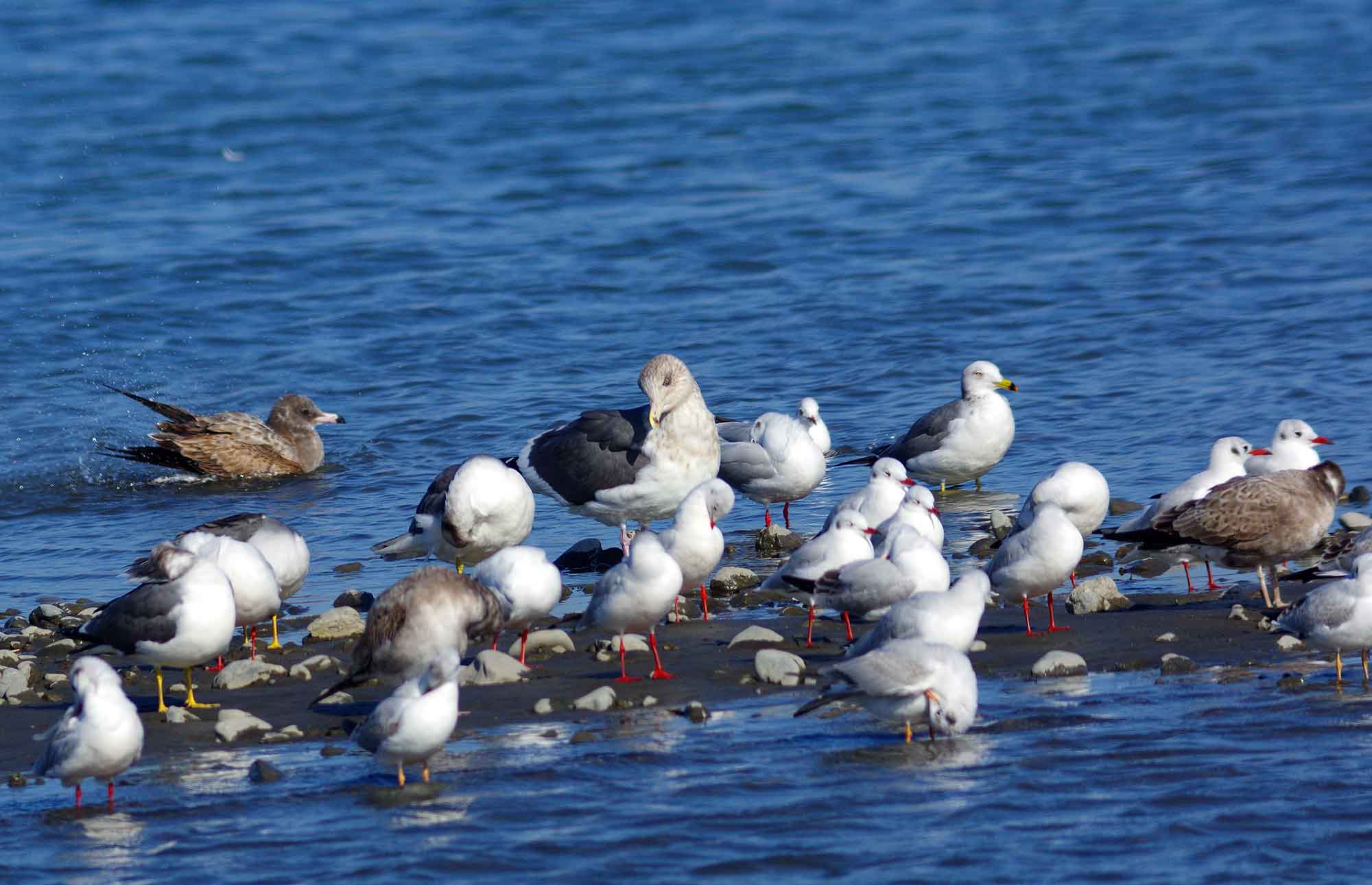 2016年　11月　　野鳥_c0176183_836759.jpg