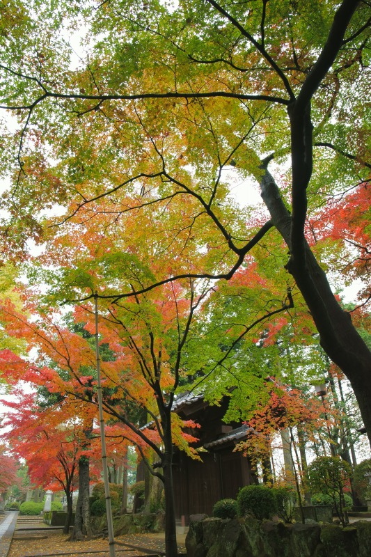 雨上がりの豪徳寺_d0016584_134697.jpg