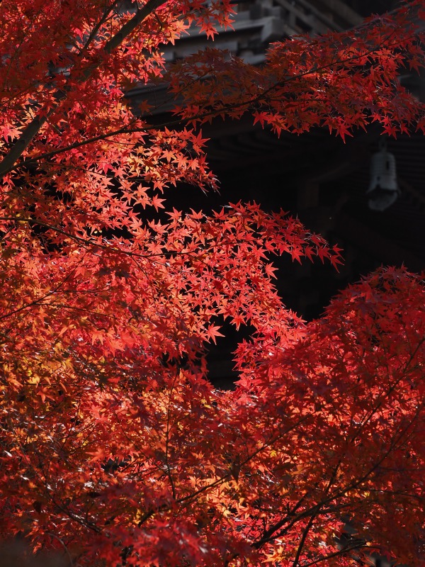 雨上がりの豪徳寺_d0016584_1591948.jpg