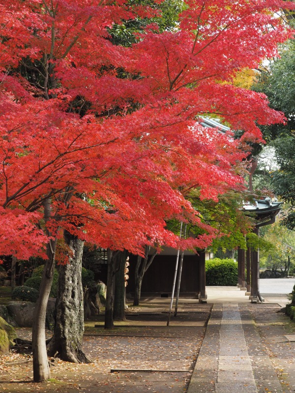 雨上がりの豪徳寺_d0016584_216550.jpg