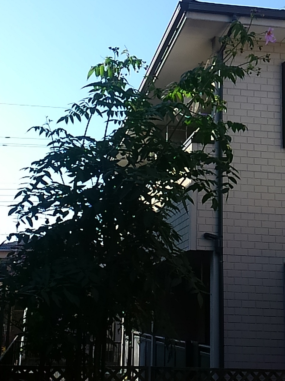 a0240486_20104485.jpg