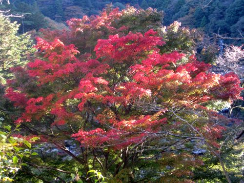 御在所岳に行きました（11月12日）_d0021786_20462352.jpg