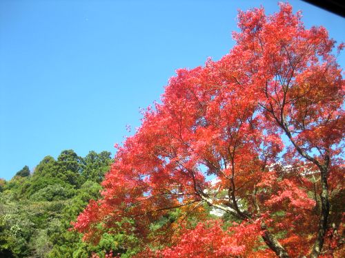 御在所岳に行きました（11月12日）_d0021786_2046856.jpg