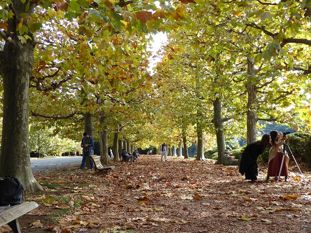 落ち葉と紅葉と♪新宿御苑はいつ行ってもステキな公園です♪_b0287088_1922423.jpg