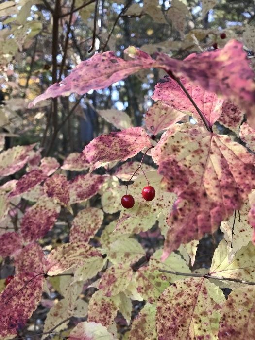 あなぐま荘の終わりの秋_c0301809_10282939.jpg