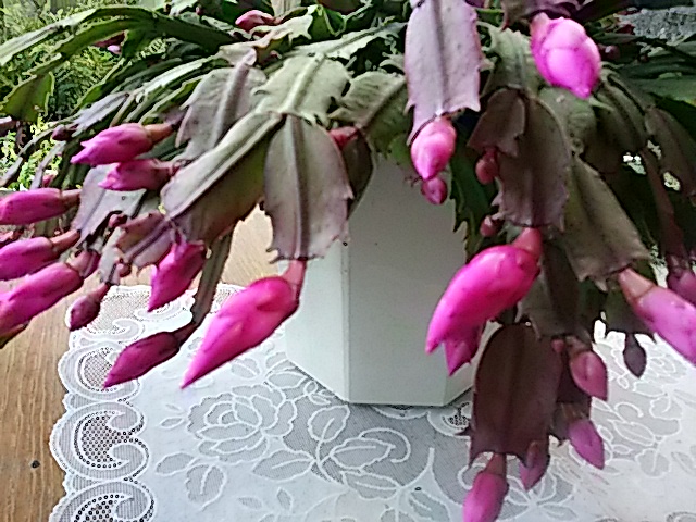 f0231709_1655537.jpg