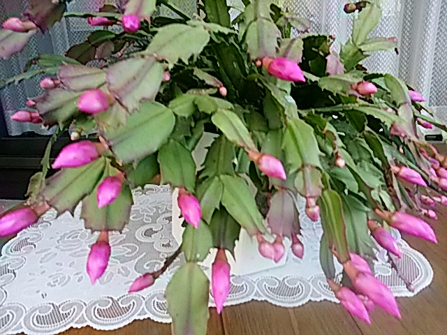 f0231709_16562142.jpg