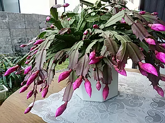 f0231709_1658541.jpg