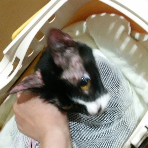 e0144012_10261061.jpeg