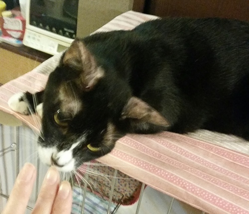 e0144012_10421643.jpeg