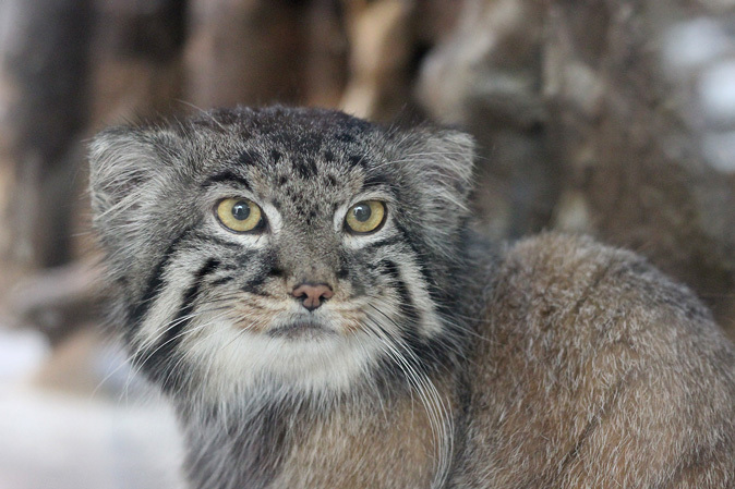 5月のマヌルたち 続々 動物園ありマス 5月のマヌルたち 続々 動物園ありマス