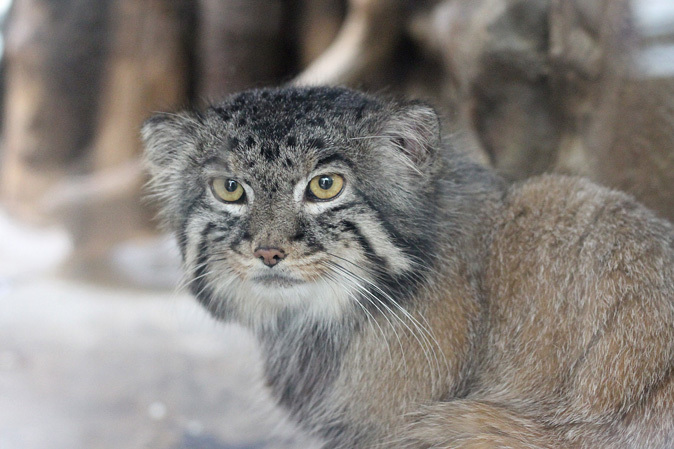 5月のマヌルたち 続々 動物園ありマス 5月のマヌルたち 続々 動物園ありマス
