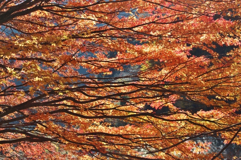 デカス、茶の実笛_b0220318_10224168.jpg