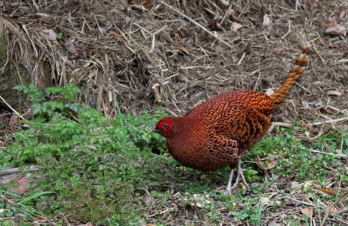 f0364220_06381526.jpg