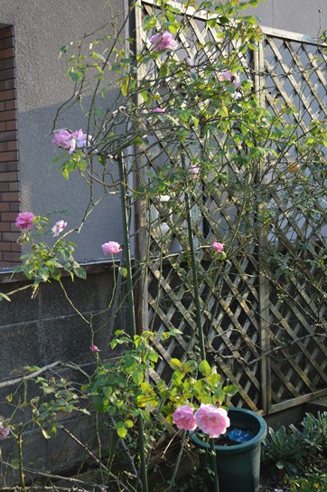 d0096422_17122943.jpg