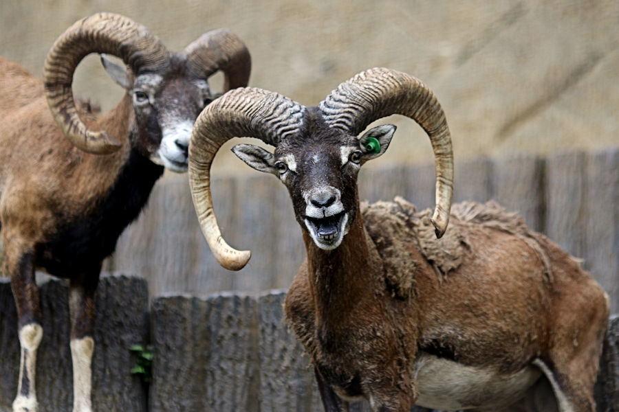 ムフロンのペアリング 動物園放浪記