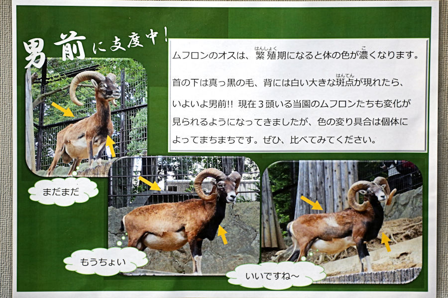 ムフロンのペアリング 動物園放浪記