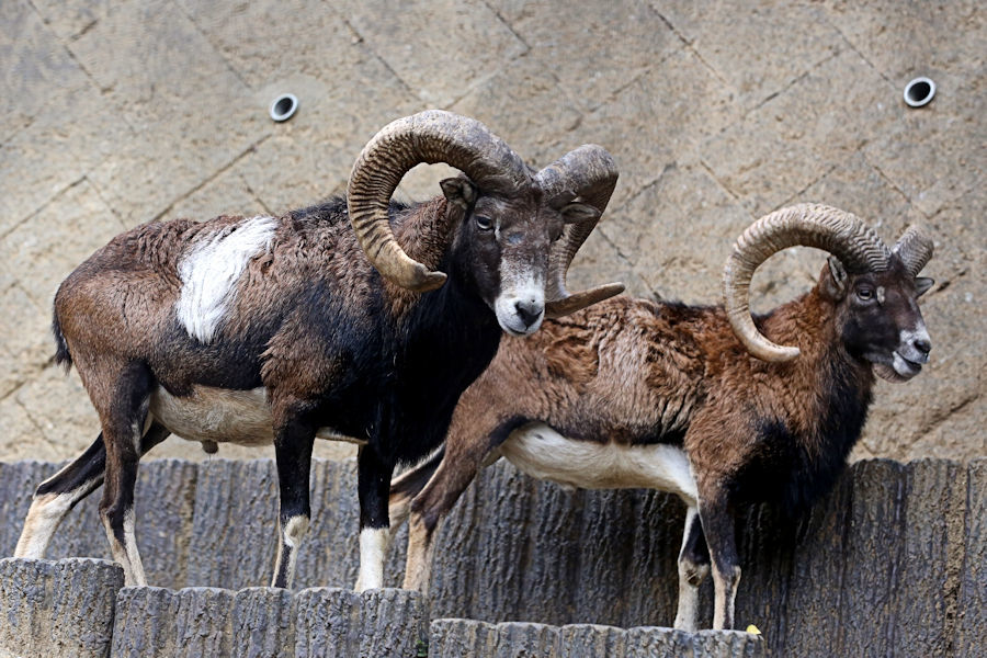 ムフロンのペアリング 動物園放浪記
