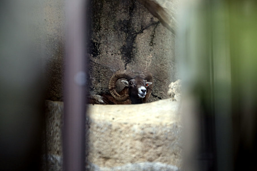 ムフロンのペアリング 動物園放浪記