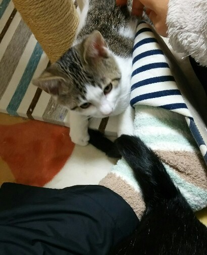 子猫は何かを噛むのが好き_e0360827_06215936.jpg