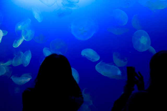 【新江ノ島水族館】_f0348831_22010220.jpg