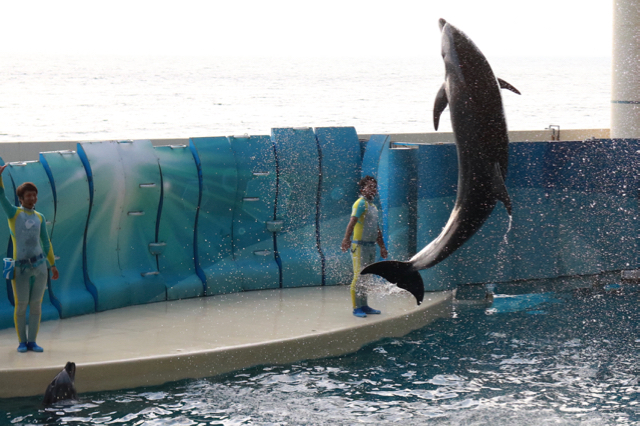 【新江ノ島水族館】_f0348831_22015008.jpg