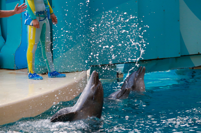 【新江ノ島水族館】_f0348831_22015040.jpg