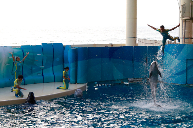 【新江ノ島水族館】_f0348831_22015196.jpg