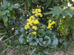 c0147935_21103684.jpg