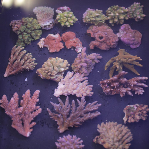 入荷情報~サンゴ&海水魚~_d0221436_2231459.jpg