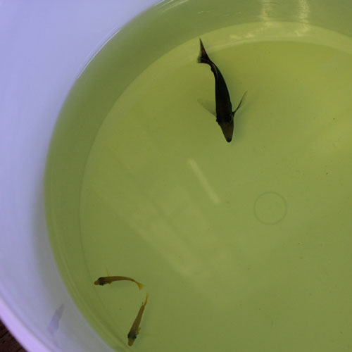 入荷情報~サンゴ&海水魚~_d0221436_22362015.jpg