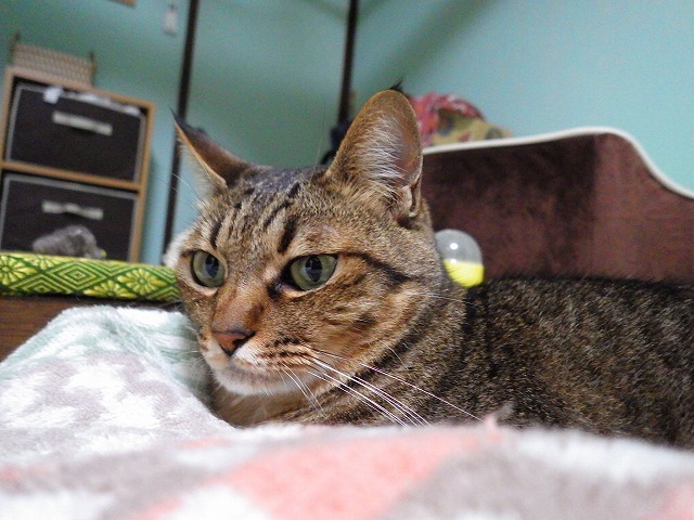 a0337237_14101276.jpg
