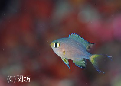 小さな可愛い魚を大きなおっさんが撮る 海洋速報 川奈日和