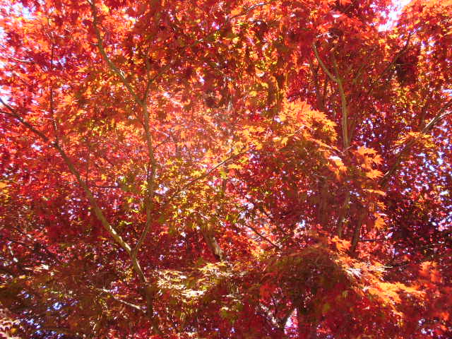 e0060041_10351241.jpg