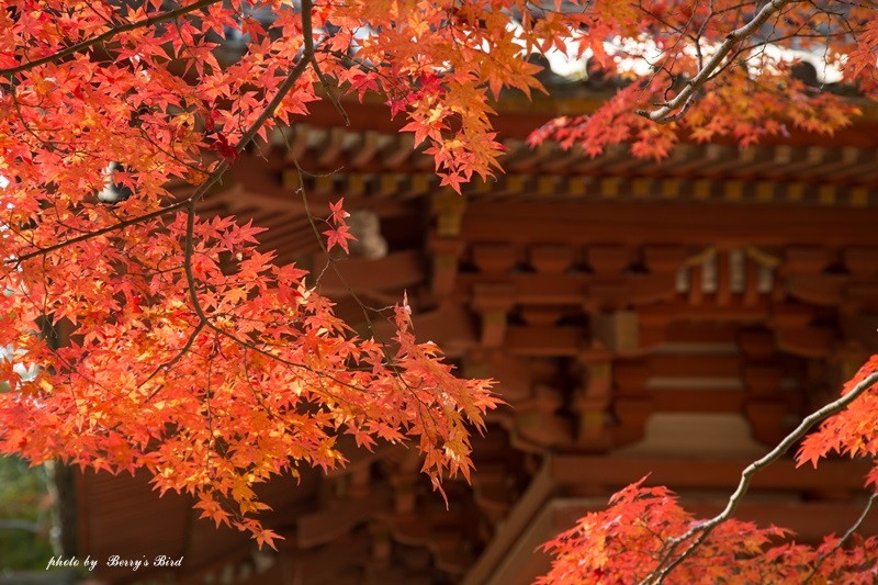 太山寺 *_e0173743_21303067.jpg