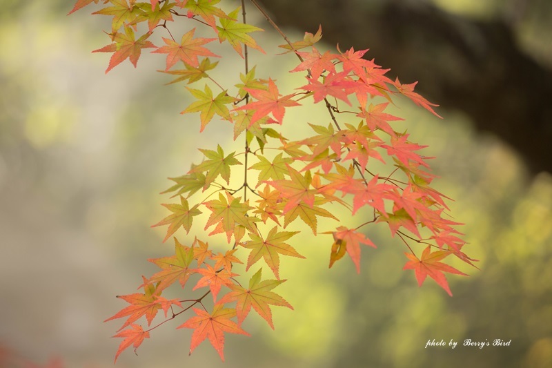 太山寺 *_e0173743_22012072.jpg