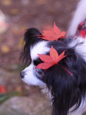 有馬で紅葉狩り　＆　ＢＢＱオフ会♪　～その2～_e0100046_16243713.jpg