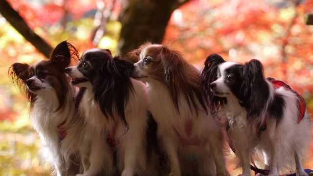 有馬で紅葉狩り　＆　ＢＢＱオフ会♪　～その2～_e0100046_16325680.jpg