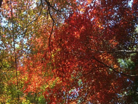 有馬で紅葉狩り　＆　ＢＢＱオフ会♪　～その2～_e0100046_163647.jpg